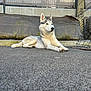 animal, asphalt, background, calm, canine, closeup, daylight, dog, ears, fence, fur, grey, husky, laying_down, outdoor, pet, quiet, resting, urban, white