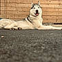 Loky participe au concours pour gagner de l'argent avec cette photo : animal, canine, daylight, dog, domestic_animal, friendly, fur, happy, husky, lying_down, mammal, outdoor, pavement, pet, portrait, resting, smiling, street, tongue_out, wooden_wall