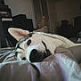 Loky participe au concours pour gagner de l'argent avec cette photo : animal, bed, blanket, canine, closeup, comfort, cozy, dog, ears, expression, fur, home, husky, indoor, pet, portrait, relaxed, resting, sleepy, whiskers