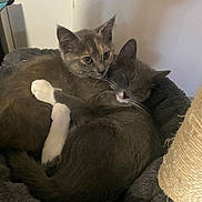 Luna And Chalie joined the competition — help win amazing prizes! cat, cats, kitten, kittens, pet, pets, animal, animals, feline, snuggle, cuddle, sleeping, resting, cozy, bed, paw, whiskers, fur, ears, indoor