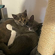 Luna Charlie is registered to the contest to win money with this photo: adorable, animal, bed, cat, companionship, cozy, cute, ears, feline, fur, indoor, kitten, paws, pet, resting, scratching_post, sleeping, snuggling, two_animals, whiskers