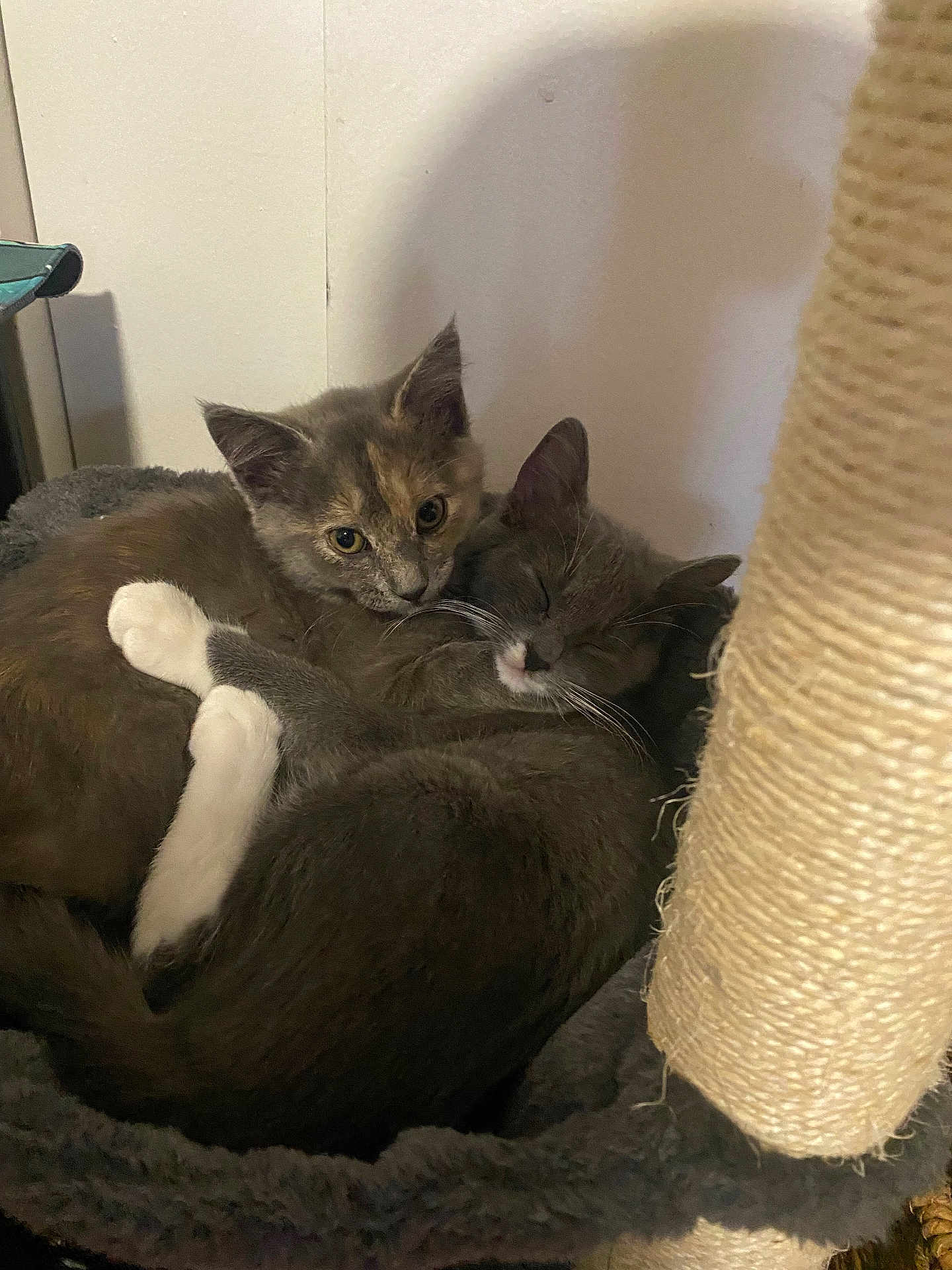 Luna Charlie