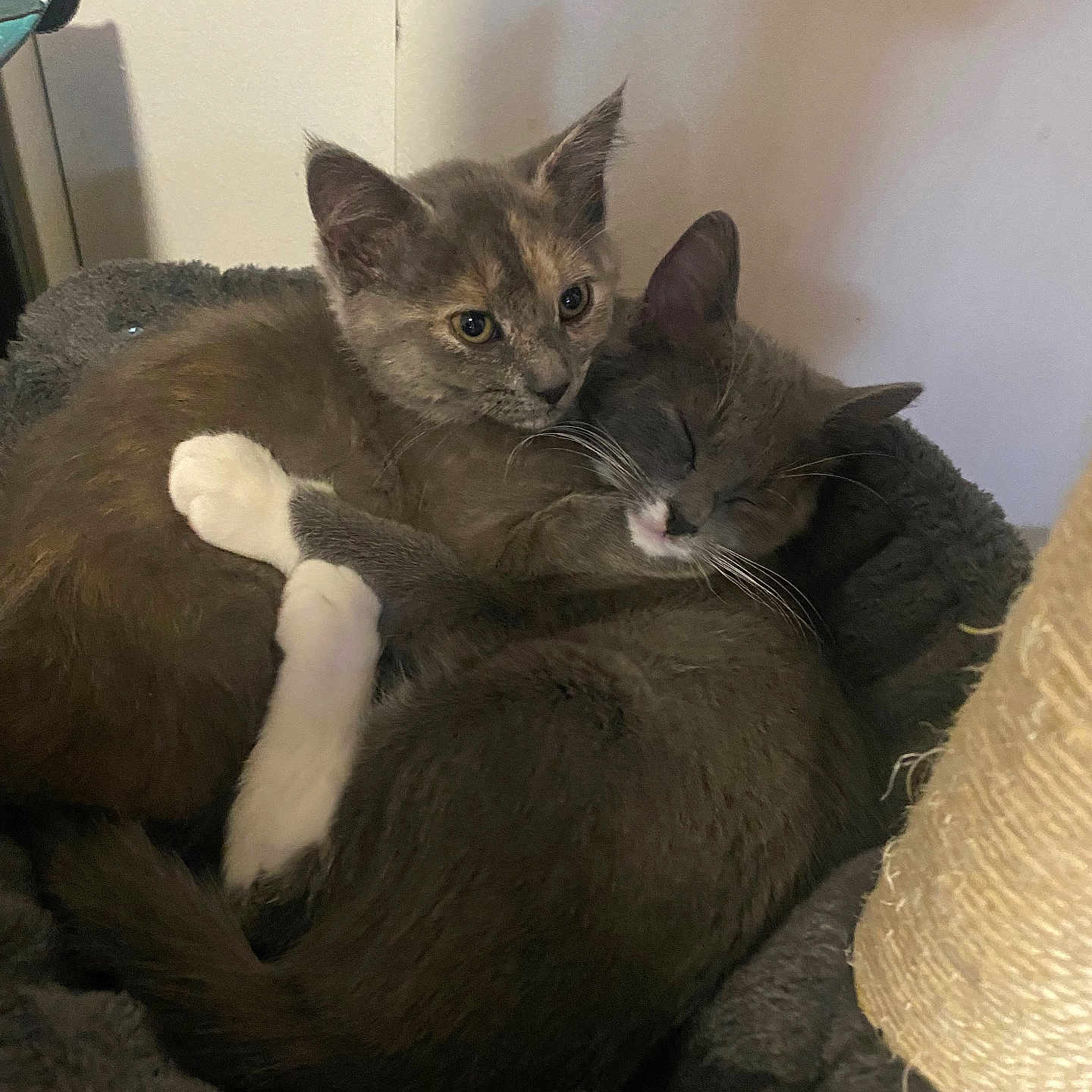 Luna And Charlie joined the competition — help win amazing prizes! adorable, animal, bed, cat, companionship, cozy, cute, domestic, ears, fur, gray_cat, indoor, kitten, pets, resting, sleeping, snuggling, tabby, whiskers, white_paws