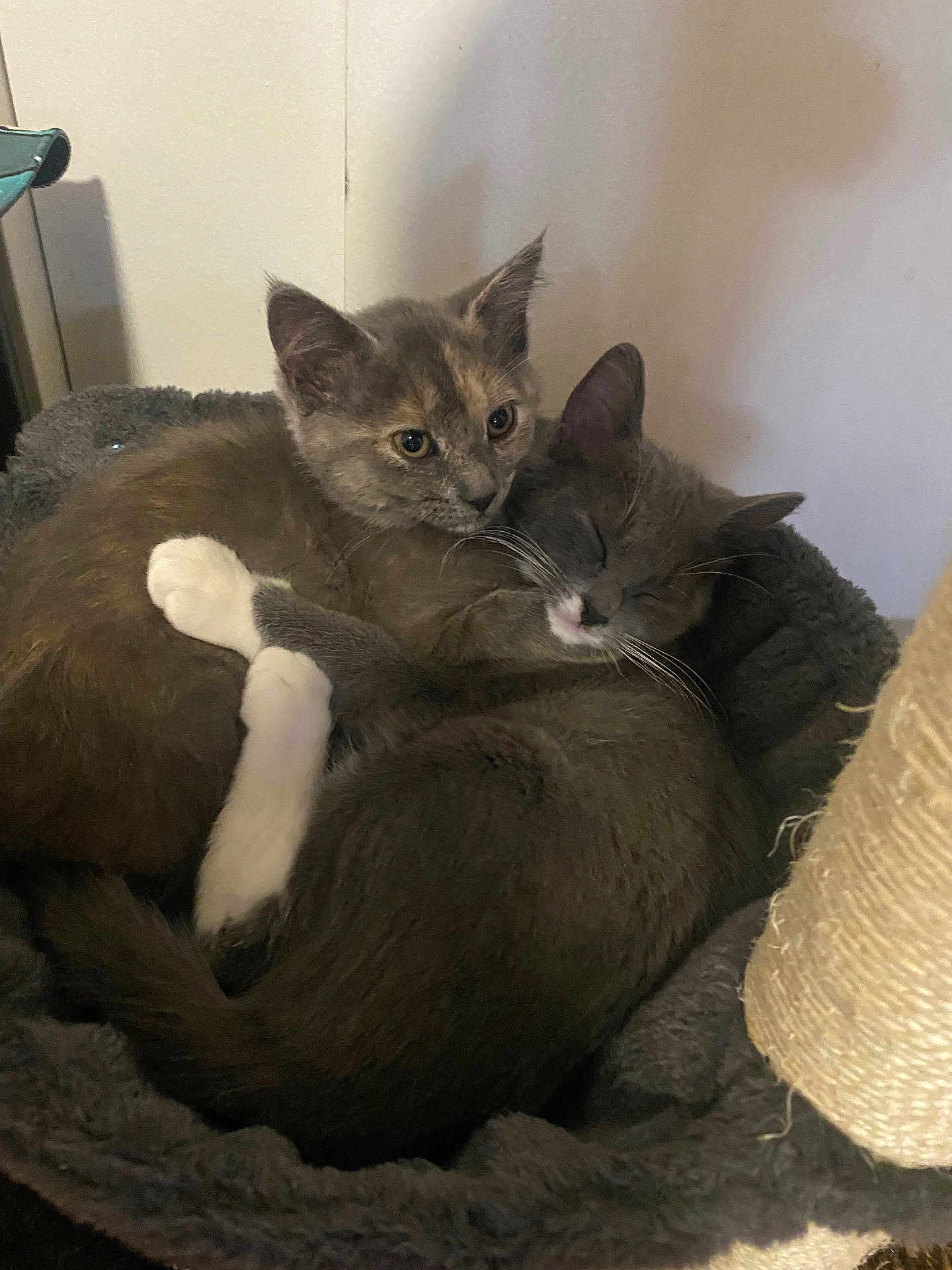 Luna And Charlie joined the competition — help win amazing prizes! cat, kitten, pets, snuggling, sleeping, cozy, bed, fur, cute, animal, whiskers, ears, resting, indoor, domestic, companionship, adorable, gray_cat, tabby, white_paws