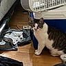 Mama Cat is registered to the contest to win money with this photo: animal, attention, cat, clothes, cooler, curious, domestic, feline, floor, furniture, home, household, indoor, laundry_basket, messy, pet, sitting, tabby, white_markings, wooden_floor