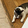 Mama Cat joined the competition — help win amazing prizes! animal, cat, closeup, curious, domestic, ears, flooring, fur, indoor, laying_down, paws, pet, relaxed, resting, stretching, tabby, tile_floor, whiskers, white, wooden_floor