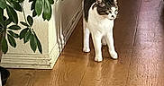 Mama Cat joined the competition — help win amazing prizes! animal, calm, cat, corner, curious, domestic_cat, feline, flooring, green_leaves, home, houseplant, indoor, light_and_shadow, pet, plant, quiet, standing, tabby_cat, white_fur, wooden_floor