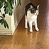 animal, calm, cat, corner, curious, domestic_cat, feline, flooring, green_leaves, home, houseplant, indoor, light_and_shadow, pet, plant, quiet, standing, tabby_cat, white_fur, wooden_floor