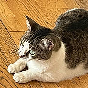 Mama Cat is registered to the contest to win money with this photo: animal, cat, closeup, cute, domestic_animal, feline, floor, fur, green_eyes, indoor, lying_down, mammal, natural_light, paw, pet, resting, tabby_cat, whiskers, white_cat, wooden_floor