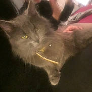 Lily a rejoint le concours — aidez-le/la à gagner de superbes lots ! animal, background, blurry, candid, cat, child, closeup, collar, comfort, face, furry, gray_cat, home, indoor, person, pet, relaxing, smiling, soft_light, yellow_eyes