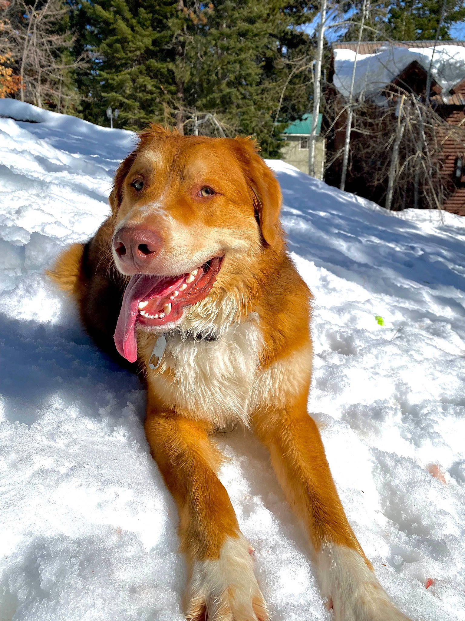 Gucci joined the competition — help win amazing prizes! ball, carnivore, collar, companion_dog, dog, dog_breed, fawn, fur, liver, paw, plant, retriever, snout, snow, sporting_group, street_dog, tail, tree, winter, working_dog