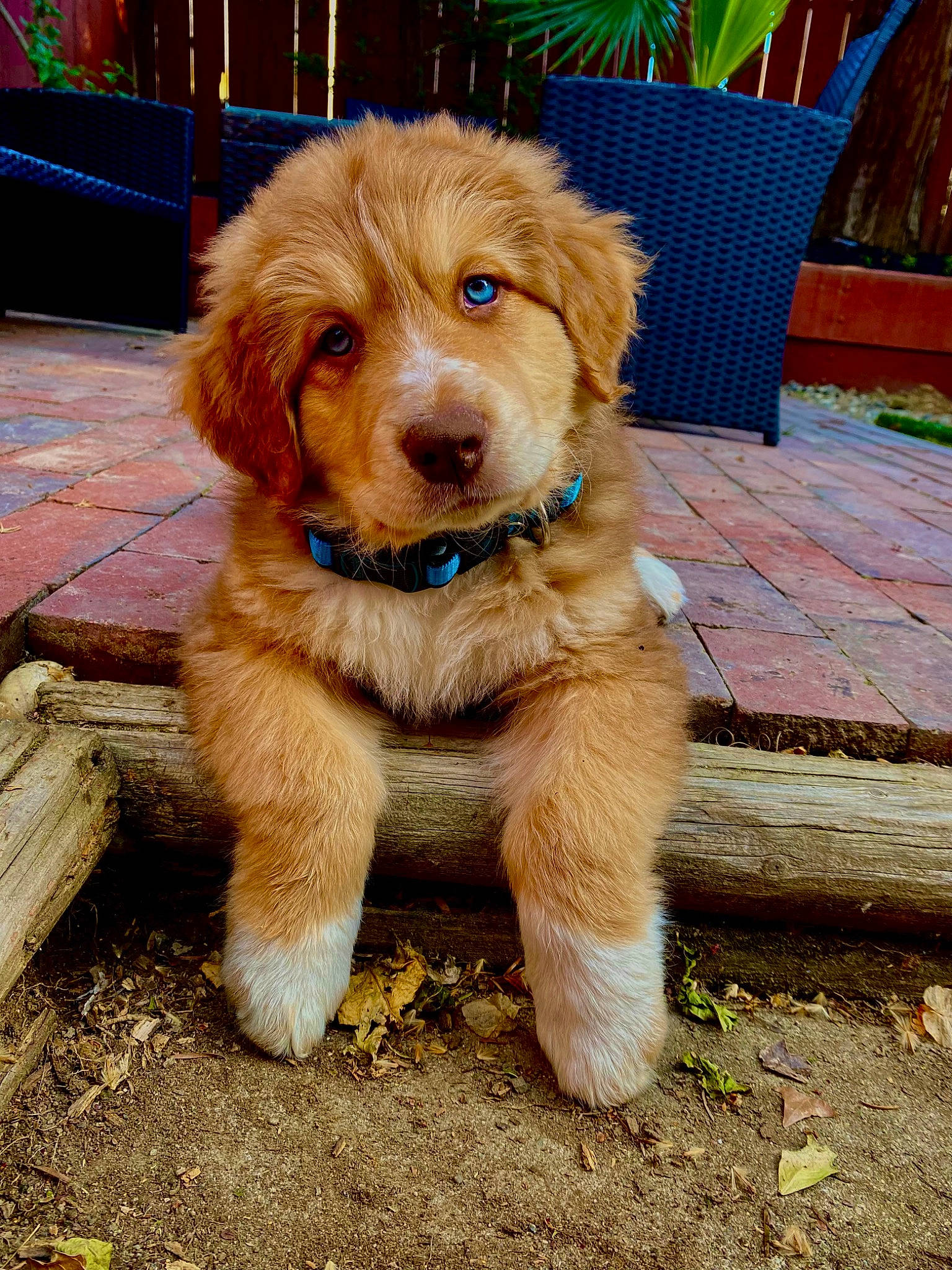 Gucci is registered to the contest to win money with this photo: canidae, carnivore, companion_dog, dog, dog_breed, fawn, firefighter, flowerpot, fur, liver, outdoor_furniture, small_terrier, snout, sporting_group, terrier, working_animal, working_terrier