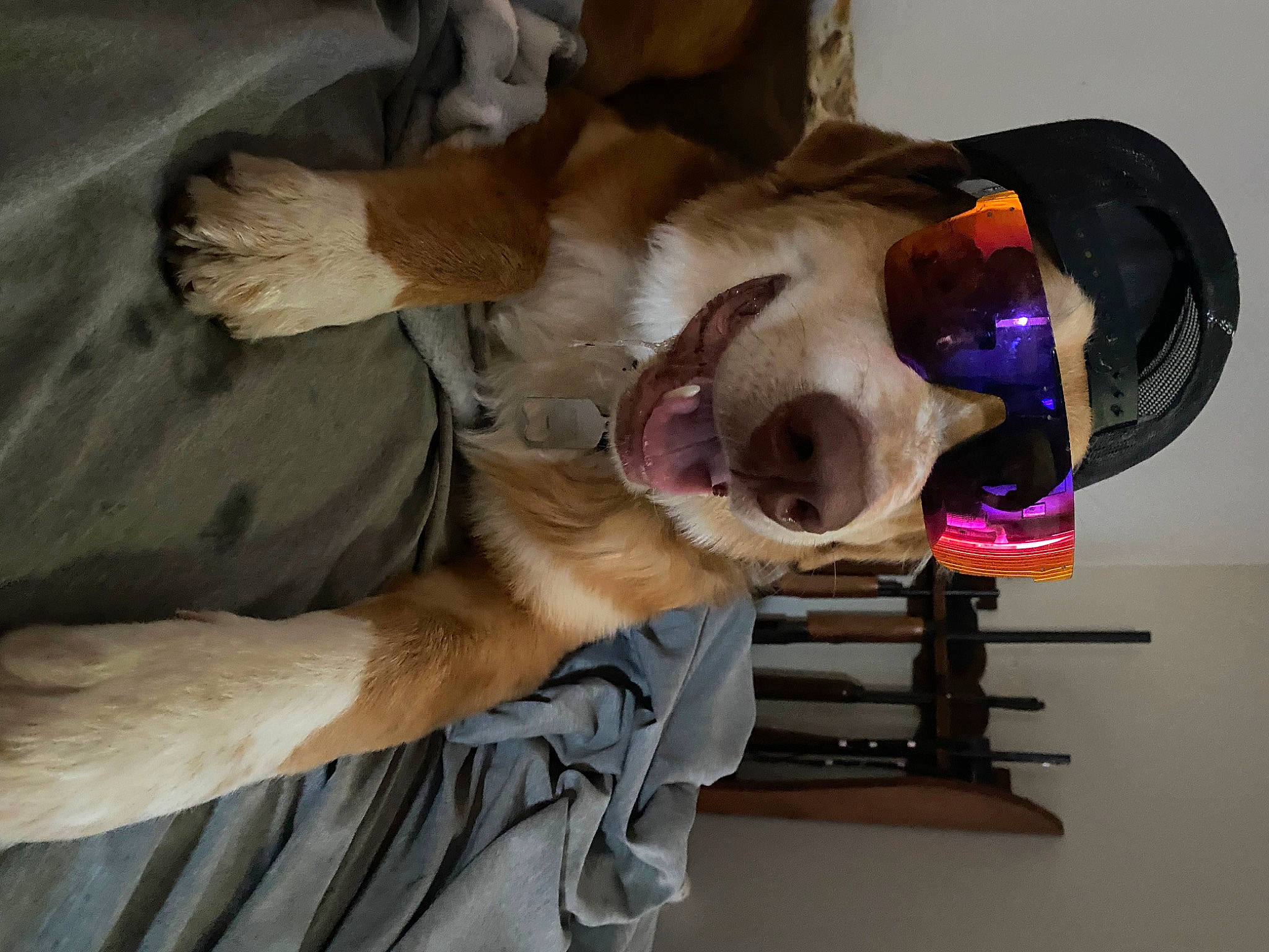 Gucci joined the competition — help win amazing prizes! canidae, carnivore, collar, comfort, companion_dog, dog, dog_breed, fawn, fur, paw, personal_protective_equipment, pet_supply, sporting_group, tail, working_animal