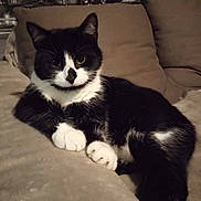 Guz'S a rejoint le concours — aidez-le/la à gagner de superbes lots ! cat, tuxedo_cat, black_and_white, pet, indoor, couch, furniture, relaxed, animal, mammal, whiskers, paw, ears, resting, cozy, home, domestic, night, cityscape, background