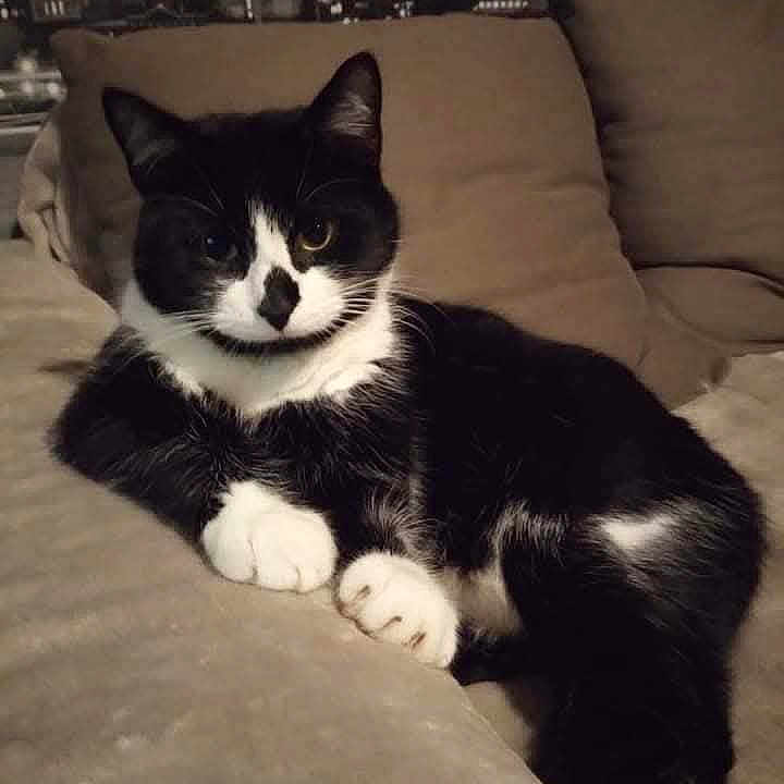Guz'S a rejoint le concours — aidez-le/la à gagner de superbes lots ! animal, background, black_and_white, cat, cityscape, couch, cozy, domestic, ears, furniture, home, indoor, mammal, night, paw, pet, relaxed, resting, tuxedo_cat, whiskers