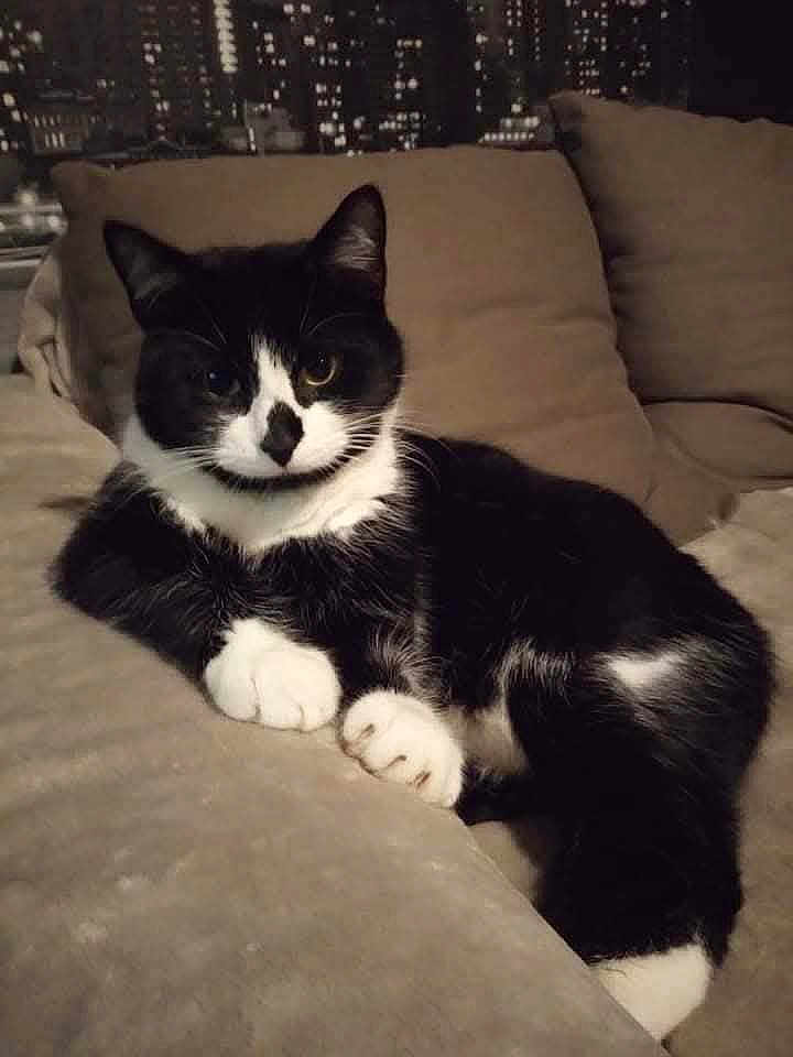 Guz'S a rejoint le concours — aidez-le/la à gagner de superbes lots ! cat, tuxedo_cat, black_and_white, pet, indoor, couch, furniture, relaxed, animal, mammal, whiskers, paw, ears, resting, cozy, home, domestic, night, cityscape, background