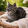 kitten, cat, tabby, basket, blanket, knitted, flower, greenery, outdoor, nature, fur, whiskers, cute, pet, animal, soft, resting, eyes, young, cozy