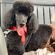 Natasha joined the competition — help win amazing prizes! dog, poodle, black_dog, curly_fur, red_bandana, car_interior, car_seat, tongue_out, pet, animal, cute, fluffy, relaxed, sunlight, blanket, leisure, companion, portrait, indoor, friendly