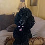 Natasha joined the competition — help win amazing prizes! dog, poodle, black_dog, pet, animal, indoor, couch, pillow, furniture, living_room, resting, curly_fur, collar, tag, domestic_animal, cute, cozy, home, blurred_background, relaxed