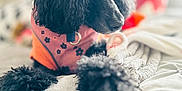 Natasha is registered to the contest to win money with this photo: dog, poodle, black_dog, pet, cute, fluffy, bed, blanket, indoor, fur, animal, resting, cozy, pink_outfit, orange_outfit, decor, soft_focus, cute_accessory, relaxing, portrait