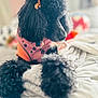 dog, poodle, black_dog, pet, cute, fluffy, bed, blanket, indoor, fur, animal, resting, cozy, pink_outfit, orange_outfit, decor, soft_focus, cute_accessory, relaxing, portrait