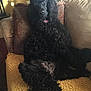 Natasha is registered to the contest to win money with this photo: dog, poodle, black_dog, curly_fur, couch, indoor, pet, relaxed, yellow_blanket, cushion, furniture, fur, collar, domestic_animal, resting, looking, home, cozy, animal, portrait