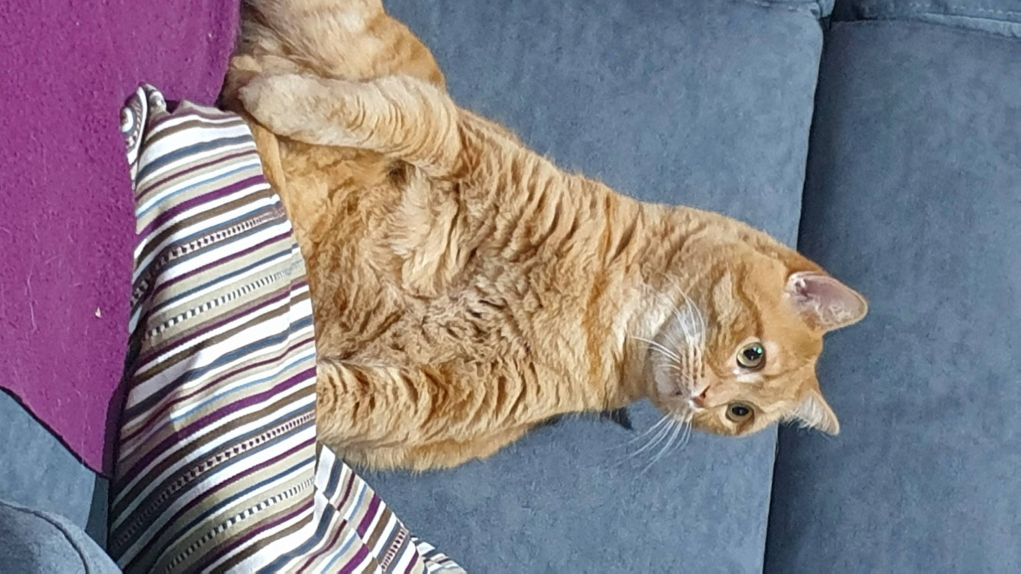 Calin a rejoint le concours — aidez-le/la à gagner de superbes lots ! big_cats, carnivore, cat, claw, comfort, domestic_short_haired_cat, fawn, felidae, fur, pattern, paw, sitting, sleeve, small_to_medium_sized_cats, snout, tail, terrestrial_animal, thread, whiskers, wood