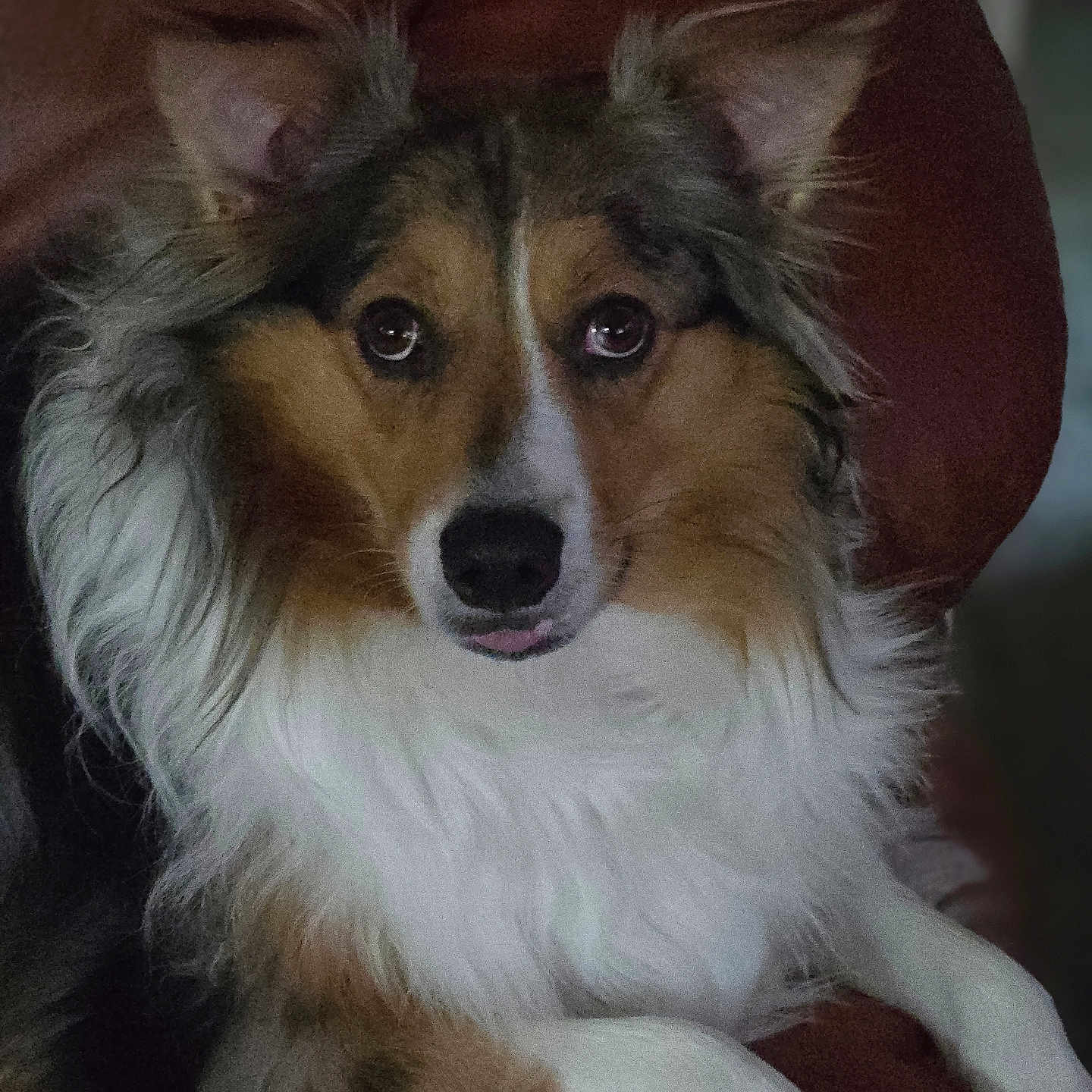 Bella joined the competition — help win amazing prizes! animal, armchair, canine, chair, cockerspaniel, collie, couch, dog, furniture, hound, husky, papillon, pet, puppy