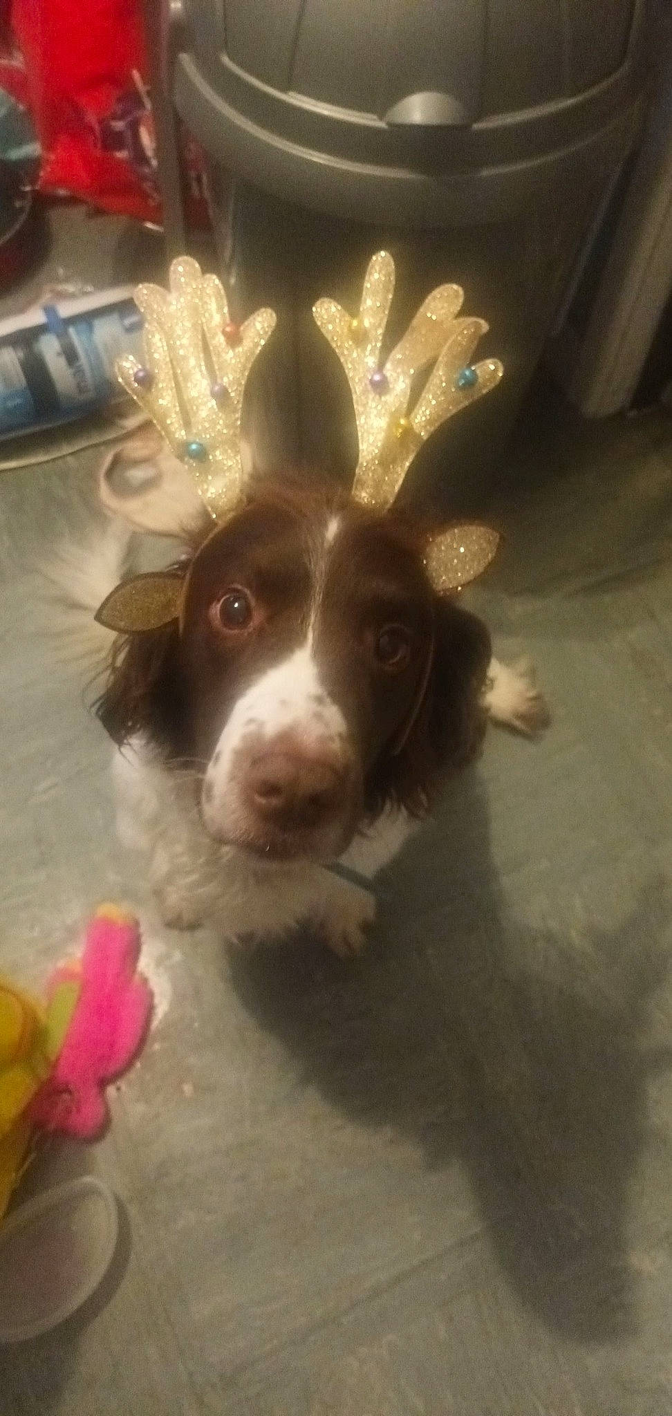 Max joined the competition — help win amazing prizes! art, carnivore, companion_dog, dog, dog_breed, dog_toy, ear, fawn, fur, liver, petal, rabbits_and_hares, snout, spaniel, tail, toy, twig, whiskers, wood, working_animal