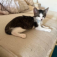 Lumi joined the competition — help win amazing prizes! cat, kitten, tuxedo_cat, black_and_white, pet, animal, lying_down, couch, sofa, indoors, home, living_room, beige, pillow, furniture, relaxed, looking_at_camera, whiskers, ears, collar