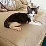 cat, kitten, tuxedo_cat, black_and_white, pet, animal, lying_down, couch, sofa, indoors, home, living_room, beige, pillow, furniture, relaxed, looking_at_camera, whiskers, ears, collar