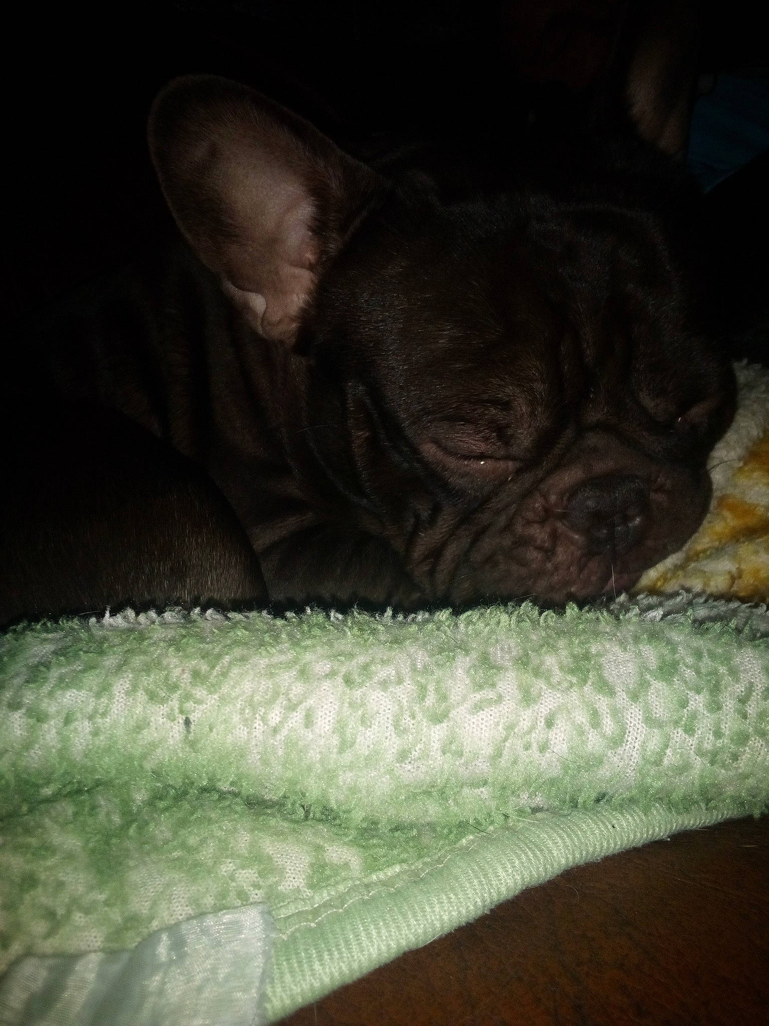 Blacky is registered to the contest to win money with this photo: bulldog, canidae, carnivore, comfort, companion_dog, darkness, dog, dog_breed, ear, fawn, felidae, linens, pug, snout, sporting_group, terrestrial_animal, toy_dog, whiskers, working_animal, wrinkle