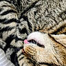 cat, tabby, sleeping, tongue_out, cute, fur, striped, pet, animal, resting, cozy, closeup, whiskers, paw, relaxed, domestic_cat, feline, indoor, texture, soft