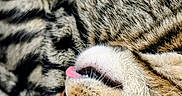 Cooki a rejoint le concours — aidez-le/la à gagner de superbes lots ! animal, cat, close_up, cozy, curled_up, cute, domestic_cat, feline, fur, indoor, nap, pet, relaxed, resting, sleeping, soft_texture, striped, tabby, tongue_out, whiskers