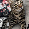 Cooki participe au concours pour gagner de l'argent avec cette photo : cat, tabby, pet, animal, indoor, couch, furniture, curious, whiskers, paw, striped, yellow_eyes, floral_pillow, cozy, playful, domestic, cute, relaxed, looking_up, house