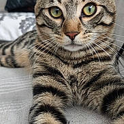 Cooki participe au concours pour gagner de l'argent avec cette photo : cat, tabby, striped, pet, animal, feline, whiskers, ears, eyes, pillow, floral, couch, indoor, closeup, texture, relaxed, stretching, fur, portrait, cute