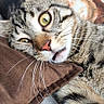 Cooki a rejoint le concours — aidez-le/la à gagner de superbes lots ! animal, bed, blanket, cat, close_up, cozy, cute, domestic_animal, fur, indoor, lying_down, paw, pet, pillow, portrait, relaxed, soft_focus, tabby, whiskers, yellow_eyes