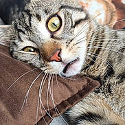 Cooki a rejoint le concours — aidez-le/la à gagner de superbes lots ! animal, bed, cat, close_up, cozy, cute, ears, eyes, feline, fur, indoor, pet, pillow, relaxed, resting, sleeping, soft, striped, tabby_cat, whiskers