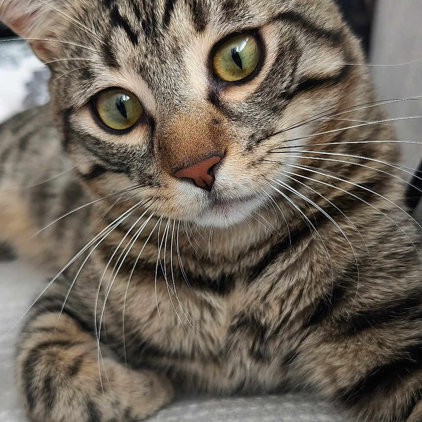 Cooki a rejoint le concours — aidez-le/la à gagner de superbes lots ! tabby_cat, cat, pet, animal, feline, green_eyes, whiskers, ears, face, portrait, close_up, indoor, cushion, floral_pattern, curious, resting, texture, sofa, domestic, cute