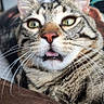 Cooki participe au concours pour gagner de l'argent avec cette photo : animal, background, cat, close_up, curious, cushion, domestic_cat, ears, feline, fur, green_eyes, indoor, mouth, pet, pillow, resting, soft_light, tabby_cat, tongue, whiskers