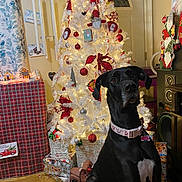 Roxanne joined the competition — help win amazing prizes! black_dog, christmas_tree, collar, curtains, decorations, dog, door, festive, floor_rug, furniture, holiday_decor, holiday_lights, indoors, ornaments, speakers, tag, toy_truck, white_chest, wooden_floor, wrapped_gifts
