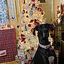 black_dog, christmas_tree, collar, curtains, decorations, dog, door, festive, floor_rug, furniture, holiday_decor, holiday_lights, indoors, ornaments, speakers, tag, toy_truck, white_chest, wooden_floor, wrapped_gifts