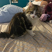 Chaussette a rejoint le concours — aidez-le/la à gagner de superbes lots ! kitten, cat, bed, person, blue_jeans, white_shirt, stuffed_toy, patterned_bedspread, indoor, wall_photos, curious, fluffy, pet, animal, feline, resting, cozy, home, young_cat, cute