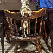 Millie joined the competition — help win amazing prizes! animal, cat, cozy, curious, domestic, floor, furniture, home, indoor, kitten, looking_up, mammal, pet, playful, seat_cushion, tabby, table, wood, wooden_chair, young_cat