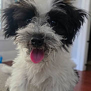 Coco is registered to the contest to win money with this photo: puppy, dog, black_and_white, fluffy, tongue_out, indoor, couch, pet, cute, small_dog, fur, happy, animal, canine, face, sitting, home, domestic, friendly, young