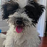puppy, dog, black_and_white, fluffy, tongue_out, indoor, couch, pet, cute, small_dog, fur, happy, animal, canine, face, sitting, home, domestic, friendly, young