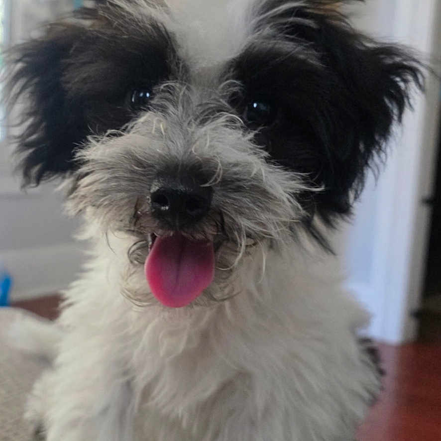 Coco