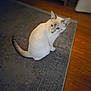 Snowy is registered to the contest to win money with this photo: cat, indoor, animal, pet, blue_eyes, curious, sitting, looking_back, fur, tail, carpet, wood_floor, furniture, domestic, mammal, whiskers, ears, cute, house, cozy