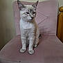 Snowy is registered to the contest to win money with this photo: cat, feline, pet, indoor, chair, pink_chair, fur, ears, whiskers, paws, sitting, looking_away, calm, cute, domestic_cat, home, furniture, resting, animal, young_cat