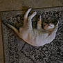 cat, kitten, sleeping, indoor, rug, white_fur, paw, relaxation, pet, animal, floor, cozy, rest, feline, cute, domestic, patterned_rug, comfortable, young_cat, laying_down